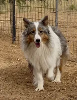 Blue Merle Stud Full AKC, a male Shetland Sheepdog for sale in Birdseye, UT – 5 of 10