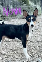 Nova, Full AKC Tri, a female Basenji for sale in Birdseye, UT – 1 of 1