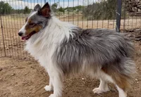 Blue Merle Stud Full AKC, a male Shetland Sheepdog for sale in Birdseye, UT – 7 of 10