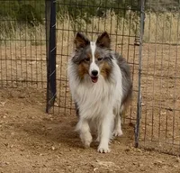 Blue Merle Stud Full AKC, a male Shetland Sheepdog for sale in Birdseye, UT – 10 of 10