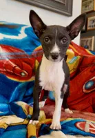 Full AKC CHRISTMAS Pup!, a female Basenji for sale in Birdseye, UT – Photo 3 of 7