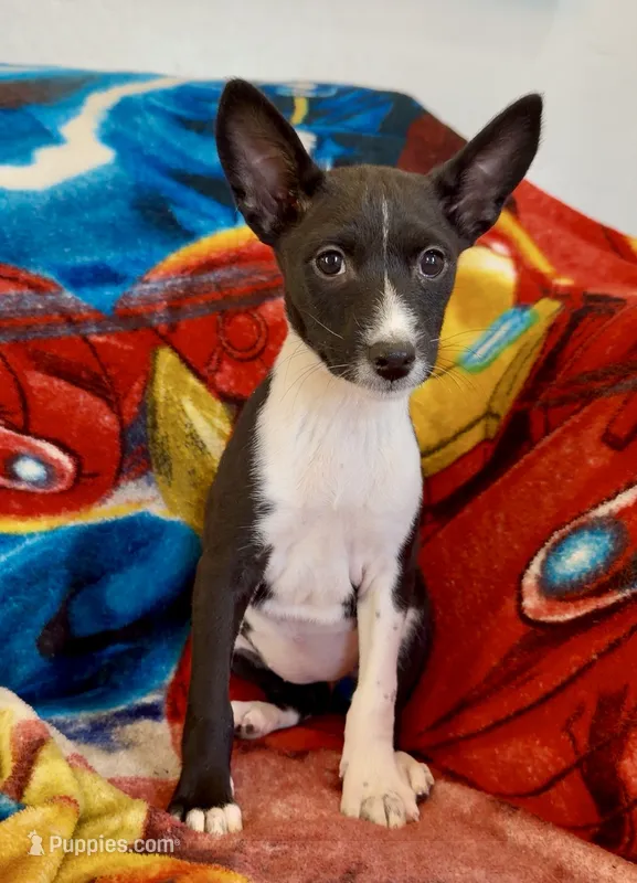 Full AKC CHRISTMAS Pup!