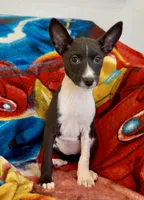 Full AKC CHRISTMAS Pup!, a female Basenji for sale in Birdseye, UT – Photo 1 of 7