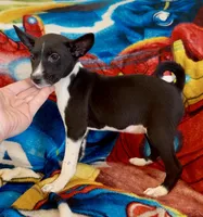 Full AKC CHRISTMAS Pup!, a female Basenji for sale in Birdseye, UT – Photo 2 of 7