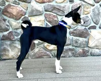 Full AKC CHRISTMAS Pup!, a female Basenji for sale in Birdseye, UT – Photo 7 of 7