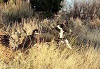Full AKC CHRISTMAS Pup!, a female Basenji for sale in Birdseye, UT – Photo 4 of 7