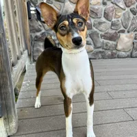 Full AKC Mahogany, a female Basenji for sale in Birdseye, UT – Photo 1 of 2