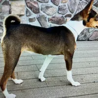 Full AKC Mahogany, a female Basenji for sale in Birdseye, UT – Photo 2 of 2