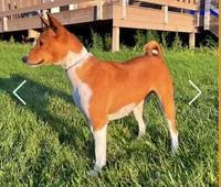 Breeze, AKC Possibly Pregnant, a female Basenji for sale in Birdseye, UT – 7 of 8