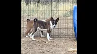 Stripes, Full AKC, a male Basenji for sale in Birdseye, UT – 4 of 4