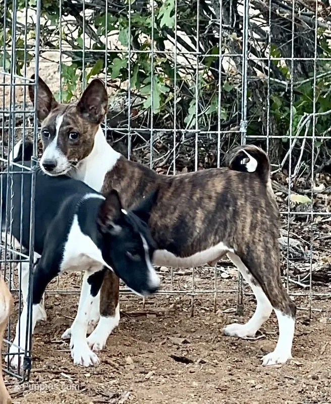 Stripes, Full AKC – Basenji puppy for sale in Birdseye, UT