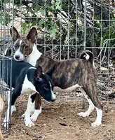 Stripes, Full AKC, a male Basenji for sale in Birdseye, UT – 1 of 4