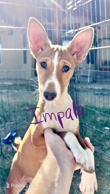 Impala, Full AKC, Health Tested – Basenji puppy for sale in Birdseye, UT