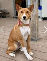 Bonsai, Pregnant AKC, a female Basenji for sale in Birdseye, UT – 5 of 7