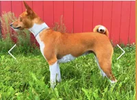 Breeze, AKC Possibly Pregnant, a female Basenji for sale in Birdseye, UT – 6 of 8