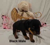 Black, a male Rottweiler for sale in The Plains, VA – Photo 2 of 10