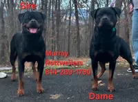 Black, a male Rottweiler for sale in The Plains, VA – Photo 9 of 10