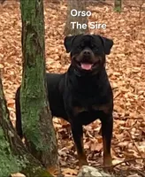 Black, a male Rottweiler for sale in The Plains, VA – Photo 4 of 10