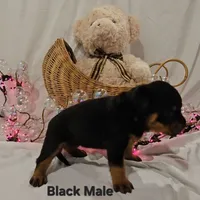 Black, a male Rottweiler for sale in The Plains, VA – Photo 1 of 10