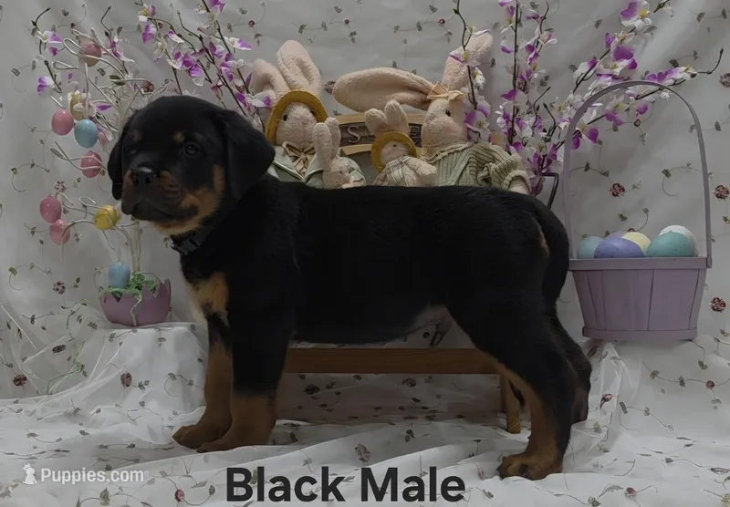 Black – Rottweiler puppy for sale in The Plains, VA