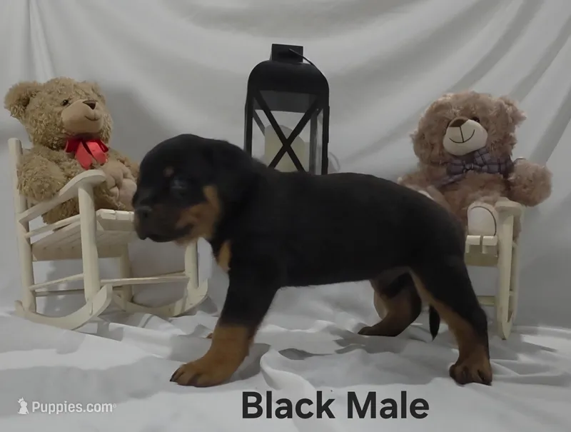 Black – Rottweiler puppy for sale in The Plains, VA
