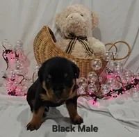 Black, a male Rottweiler for sale in The Plains, VA – Photo 3 of 10