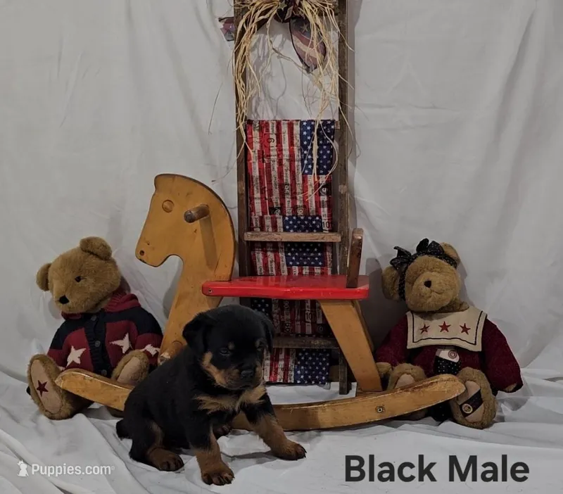 Black – Rottweiler puppy for sale in The Plains, VA