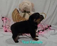 Teal , a female Rottweiler for sale in The Plains, VA – Photo 6 of 10