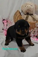 Teal , a female Rottweiler for sale in The Plains, VA – Photo 5 of 10