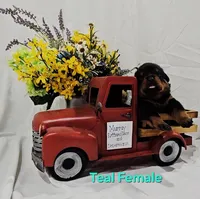 Teal , a female Rottweiler for sale in The Plains, VA – Photo 1 of 10