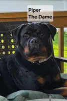 Teal , a female Rottweiler for sale in The Plains, VA – Photo 3 of 10