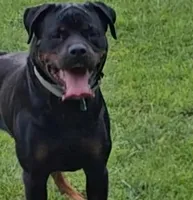 Teal , a female Rottweiler for sale in The Plains, VA – Photo 9 of 10