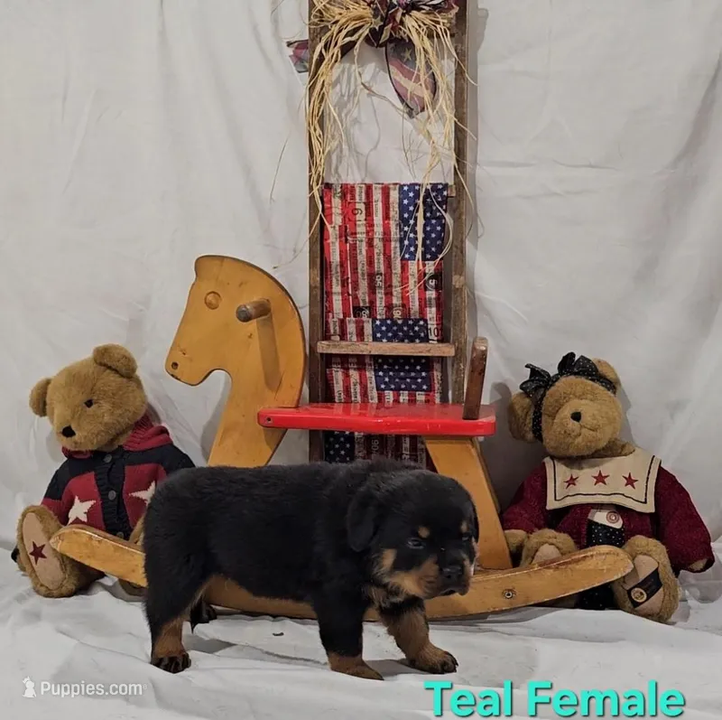 Teal  – Rottweiler puppy for sale in The Plains, VA
