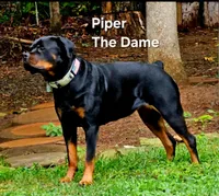 Teal , a female Rottweiler for sale in The Plains, VA – Photo 10 of 10