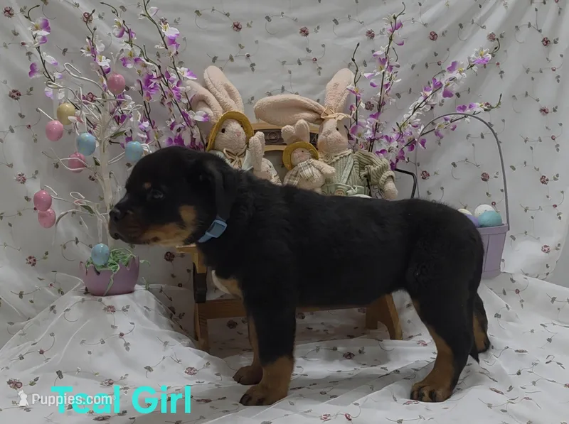 Teal  – Rottweiler puppy for sale in The Plains, VA