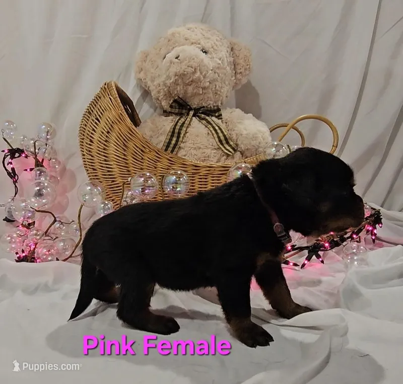 Pink – Rottweiler puppy for sale in The Plains, VA