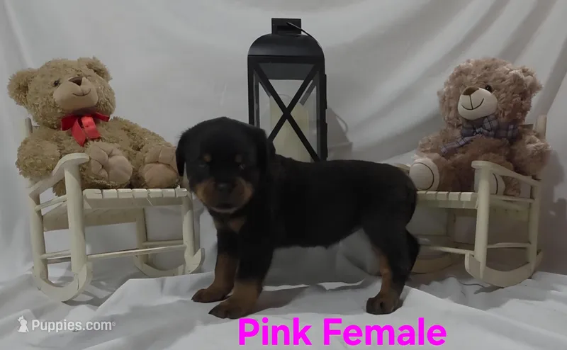 Pink – Rottweiler puppy for sale in The Plains, VA