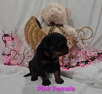 Pink, a female Rottweiler for sale in The Plains, VA – Photo 8 of 10