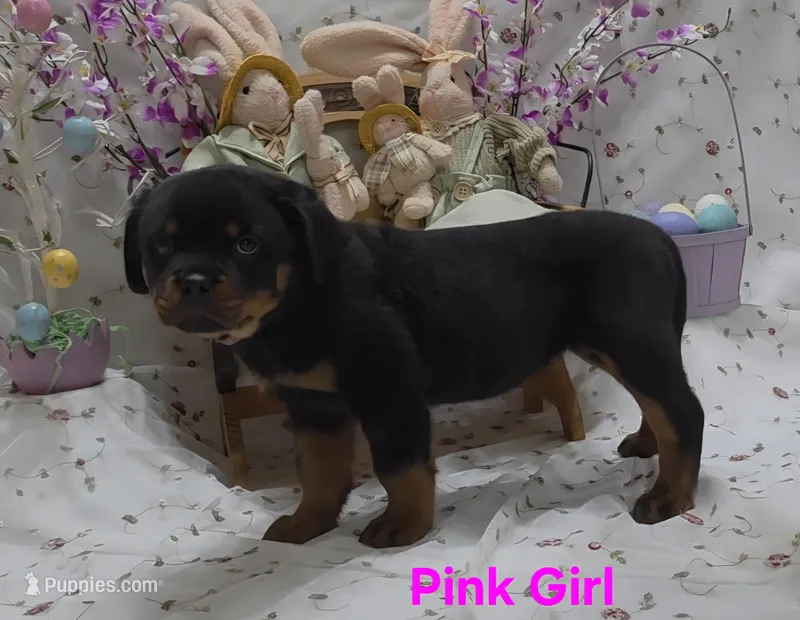 Pink – Rottweiler puppy for sale in The Plains, VA