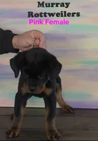 Pink, a female Rottweiler for sale in The Plains, VA – Photo 4 of 10