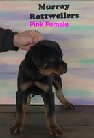 Pink, a female Rottweiler for sale in The Plains, VA – Photo 3 of 10