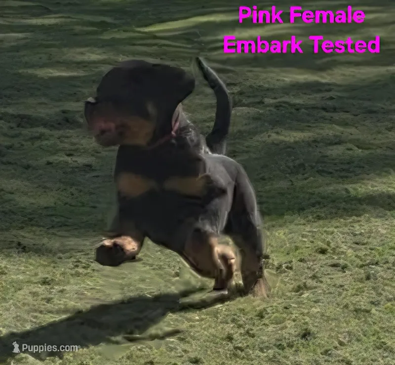 Pink – Rottweiler puppy for sale in The Plains, VA