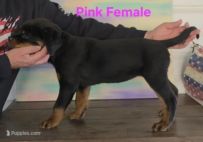 Pink, a female Rottweiler for sale in The Plains, VA – Photo 1 of 10