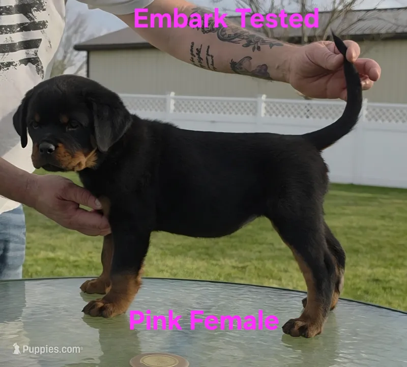 Pink – Rottweiler puppy for sale in The Plains, VA