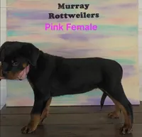 Pink, a female Rottweiler for sale in The Plains, VA – Photo 2 of 10