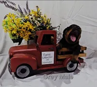 Chunk, a male Rottweiler for sale in The Plains, VA – Photo 6 of 10