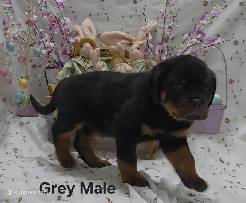 Chunk – Rottweiler puppy for sale in The Plains, VA