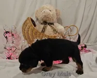 Chunk, a male Rottweiler for sale in The Plains, VA – Photo 2 of 10