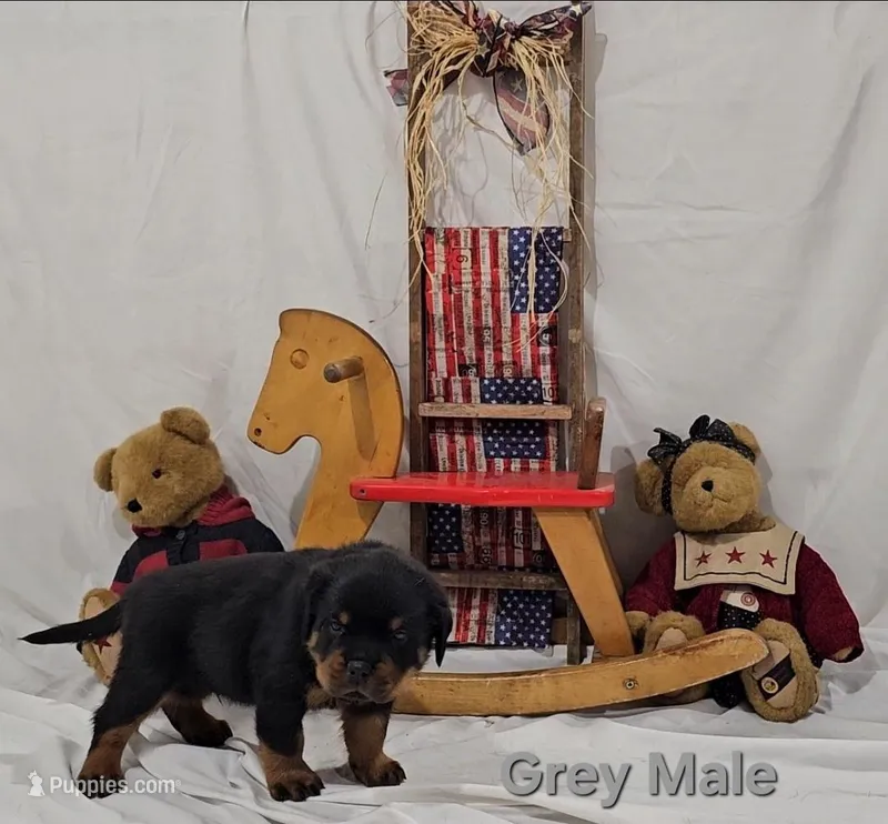 Chunk – Rottweiler puppy for sale in The Plains, VA