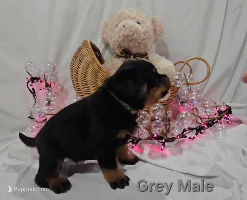 Chunk – Rottweiler puppy for sale in The Plains, VA